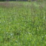 Chrysopogon aciculatus Habit