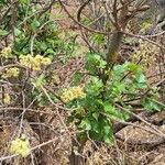 Pisonia aculeata Hoja