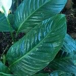 Spathiphyllum wallisii Leaf