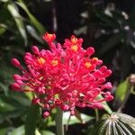 Jatropha multifida Bloem