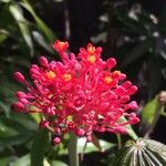 Jatropha multifida Blüte