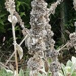 Stachys byzantina Fruit