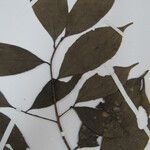 Aniba citrifolia Yaprak