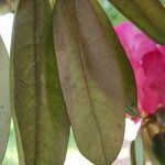 Rhododendron argyrophyllum Leaf
