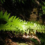 Polystichum imbricans Habitus