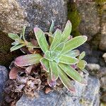 Saxifraga cotyledon 葉