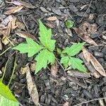 Toxicodendron radicans Leaf