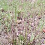 Phleum phleoides Листок