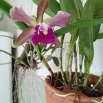 Cattleya bicolor Virág