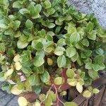 Peperomia glabella Ліст