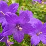 Campanula carpatica Blüte