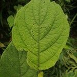 Solanum jamaicense Foglia