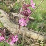 Silene dioicaFlower