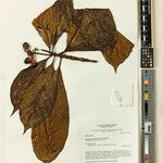 Pagamea macrophylla