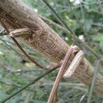 Cytisus multiflorus Bark