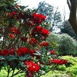 Rhododendron microgynum عادت داشتن