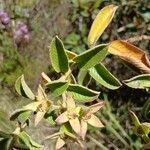 Ludwigia peruviana Hoja