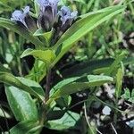 Gentiana cruciata ശീലം