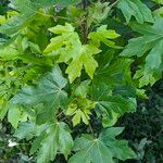 Acer macrophyllum Folha