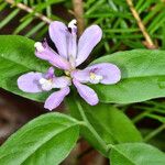 Rhinotropis californica Flower