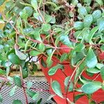 Kalanchoe manginii Цвят