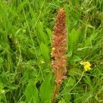 Orobanche elatior Floare