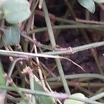 Gibasis geniculata Bark
