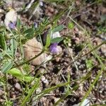 Vicia lathyroides পাতা