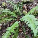 Polystichum aculeatum Habitus