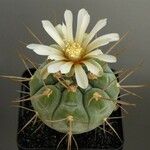 Gymnocalycium castellanosii Vivejo