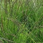 Nardus stricta Habit