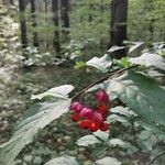 Euonymus verrucosus Fruit