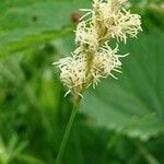 Carex brizoides Цвят