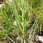 Scorzonera aristata 形態