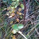 Betula humilis Folha