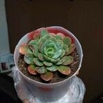 Echeveria colorataপাতা