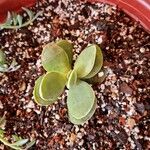 Crassula cotyledonis Leaf