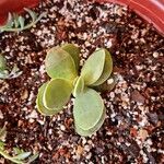 Crassula cotyledonis Hostoa