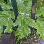 Heracleum mantegazzianum Foglia