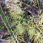 Seseli peucedanoides Hoja