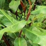 Hedychium greenii Leaf