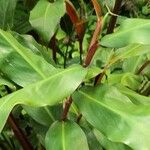 Hedychium greenii Hoja