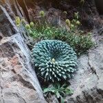 Saxifraga longifolia Leaf