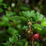 Ribes roezlii Habit