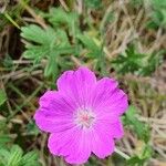 Geranium sanguineumFlor