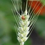 Triticum turgidum Owoc