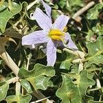 Solanum arundo Kvet