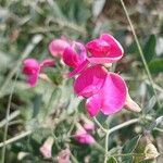 Lathyrus tuberosus പുഷ്പം