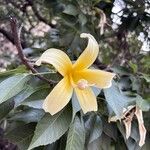 Ceiba insignis Blomst