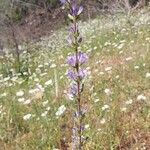 Campanula macrostachya Flor